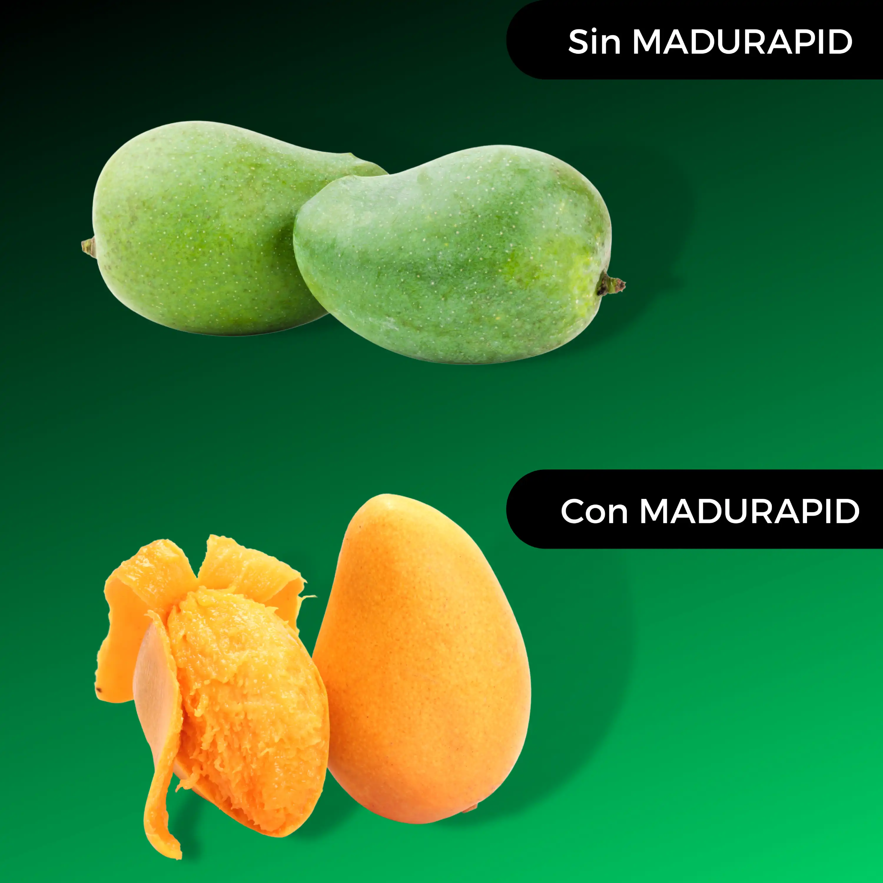 Resultados de MADURAPID con el mango - DIPROMA