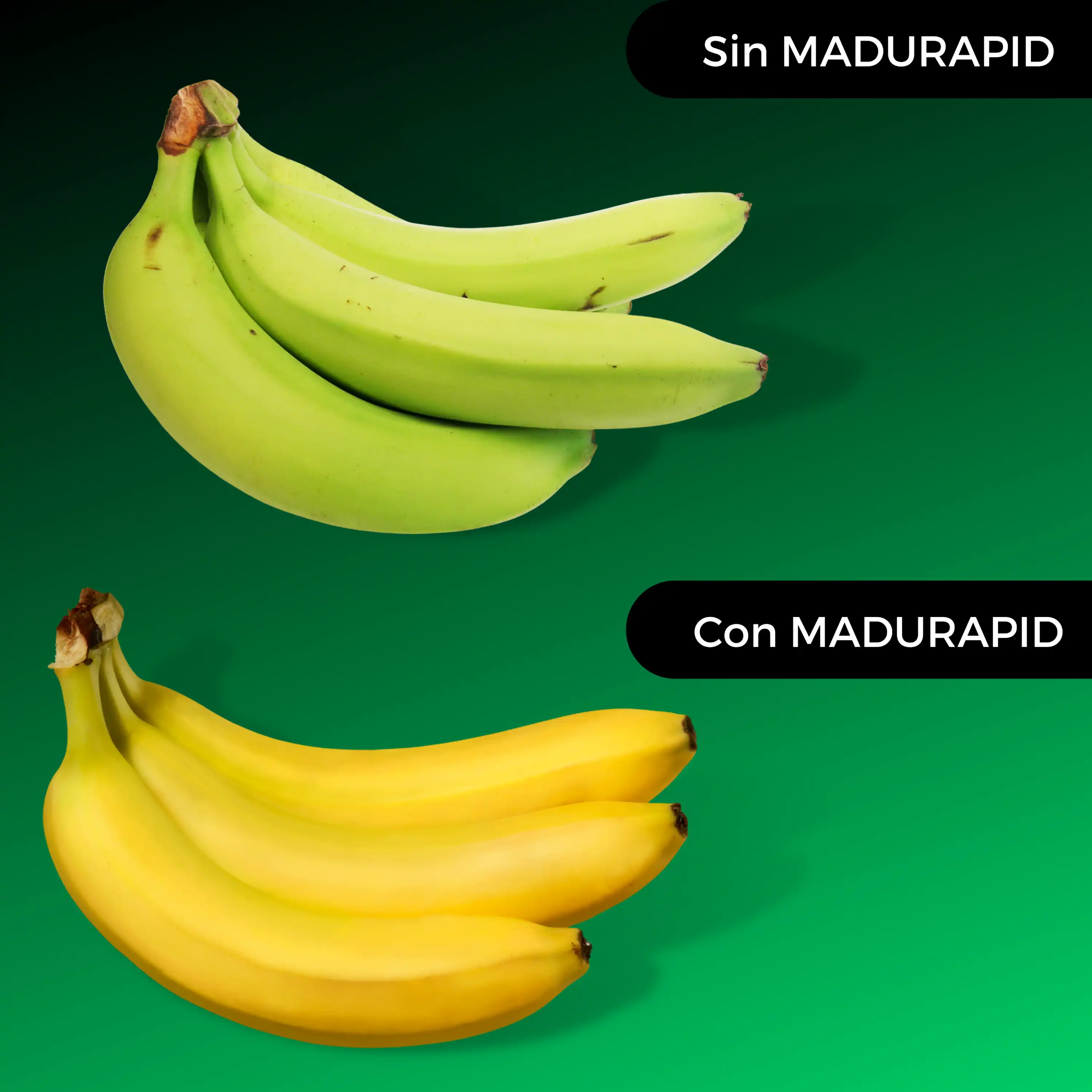 Resultados de MADURAPID con el platano - DIPROMA